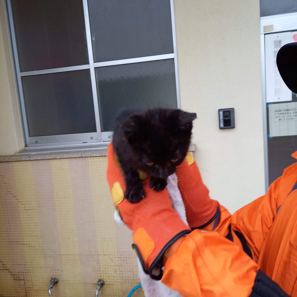 愛知縣豐橋市搜救犬隊「HDS K9」在珠洲市救出一隻小黑貓。 X@HDSK9_V