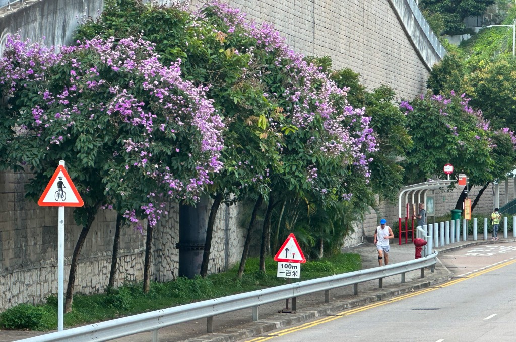 大花紫薇每年于5至7月期间绽放，香港多处公园或路旁也有种植。