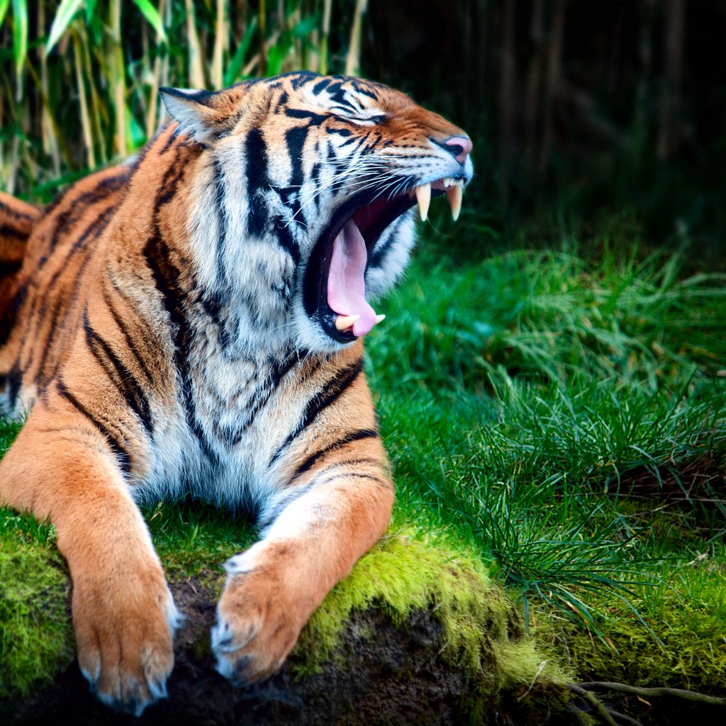 印度最近有一隻老虎在12個小時內，連續吃掉一對祖孫。（示意圖）