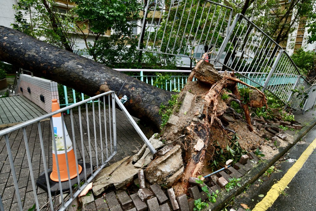鴨脷洲橋道香港南區官立小學外有多棵大樹倒塌。