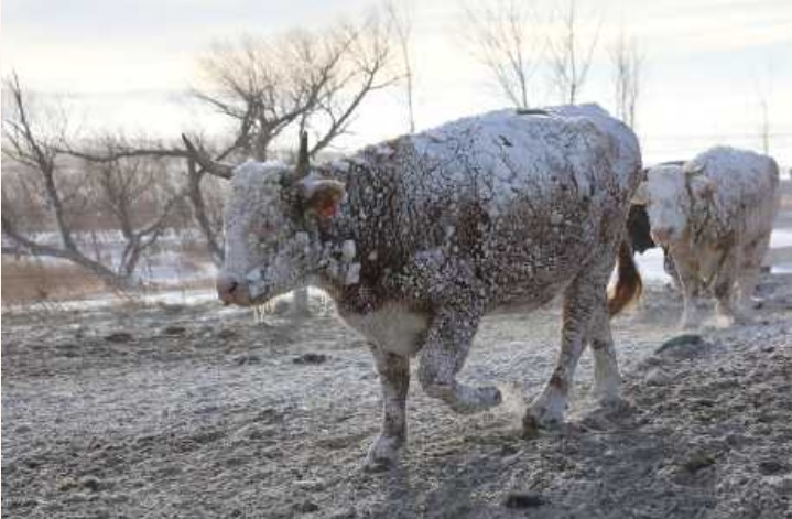 南达科他州全身披雪的牛牛。路透社