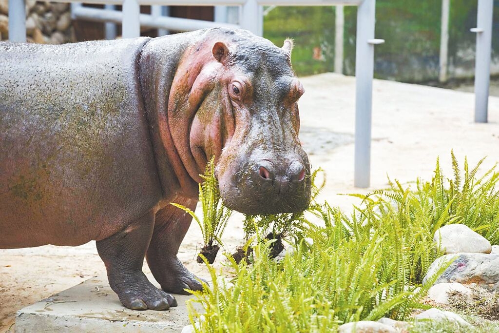 新竹市立動物園「河馬樂樂」。 新竹市政府