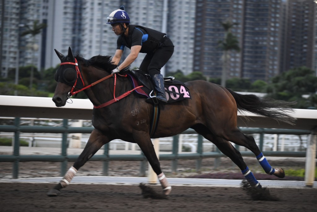 「獵寶勤」馬身越跑越實淨，多跑下有進步