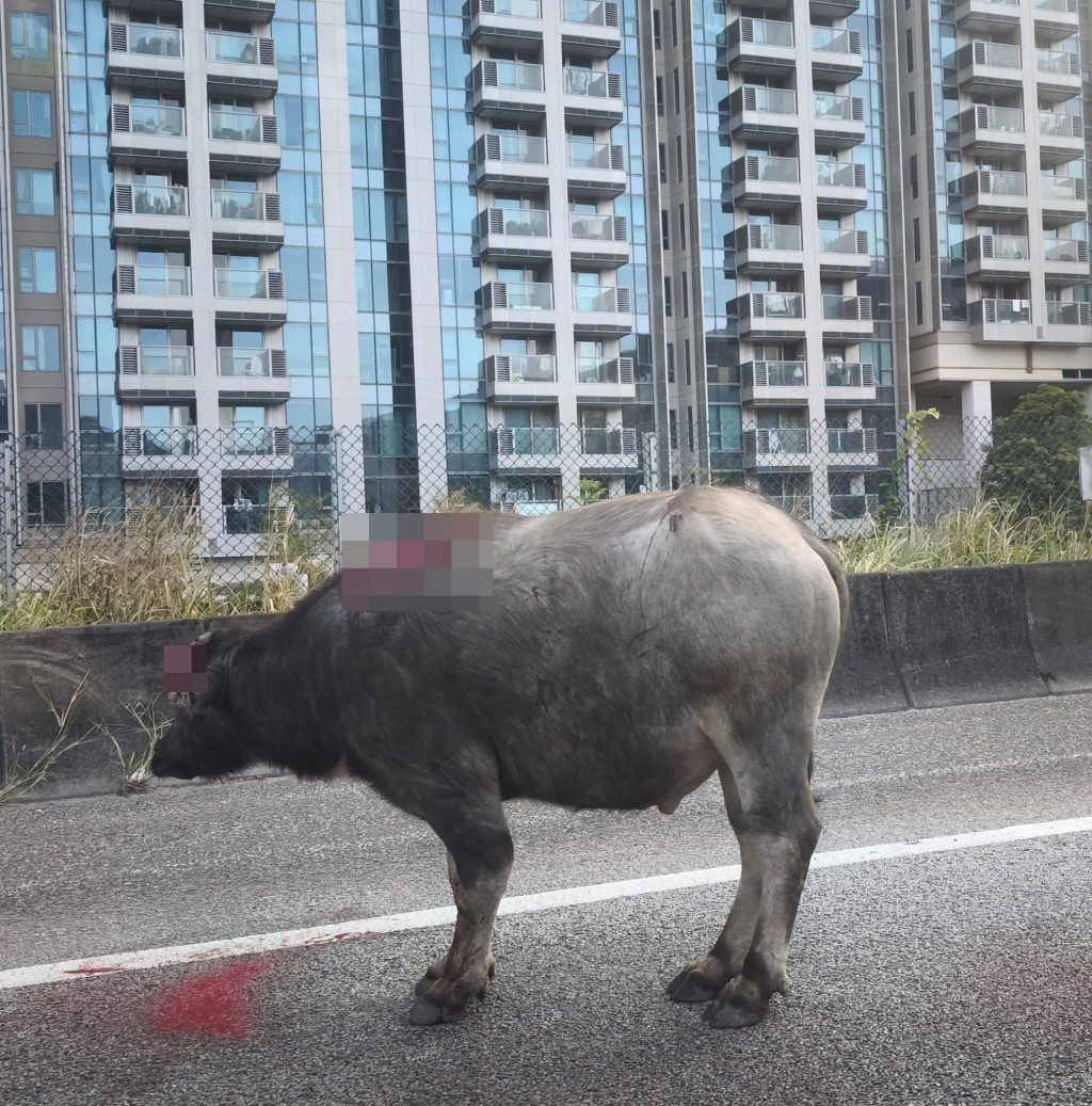 fb馬路的事 (即時交通資訊台)圖片