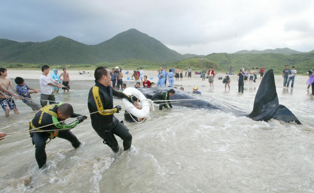 2003年7月，1条10米长的抹香鲸于西贡大浪湾搁浅死亡。