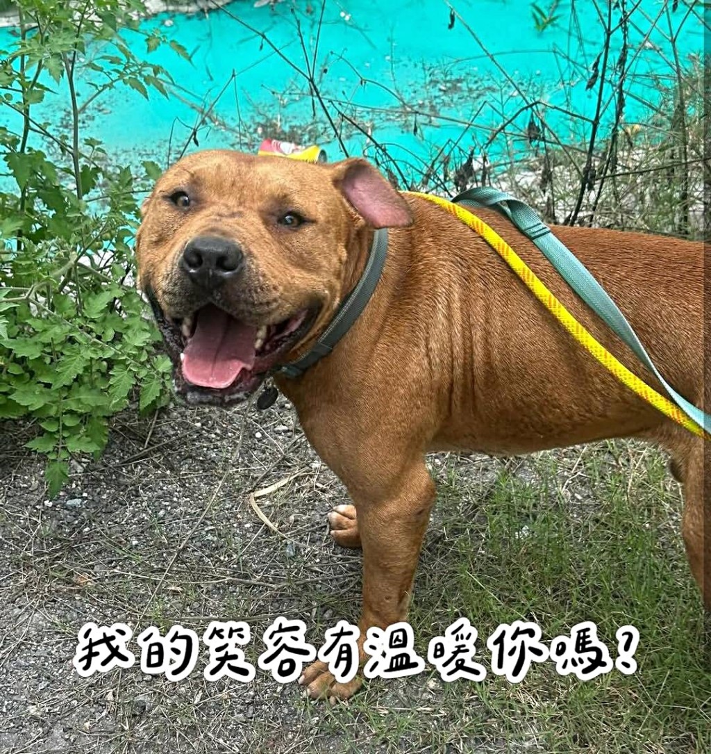 有狗義工替「太陽仔」尋覓好主人。網圖