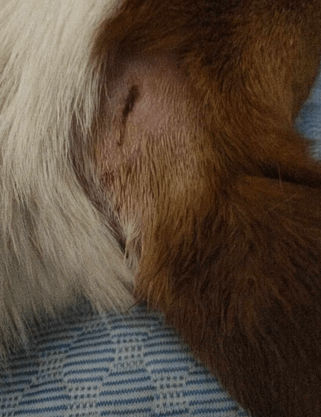 哥基犬「寶寶」右耳被大狗咬穿,事後需要每天洗傷口及食抗身素。香港動物報提供 哥基犬「寶寶」右耳被大狗咬穿,事後需要每天洗傷口及食抗身素。香港動物報提供