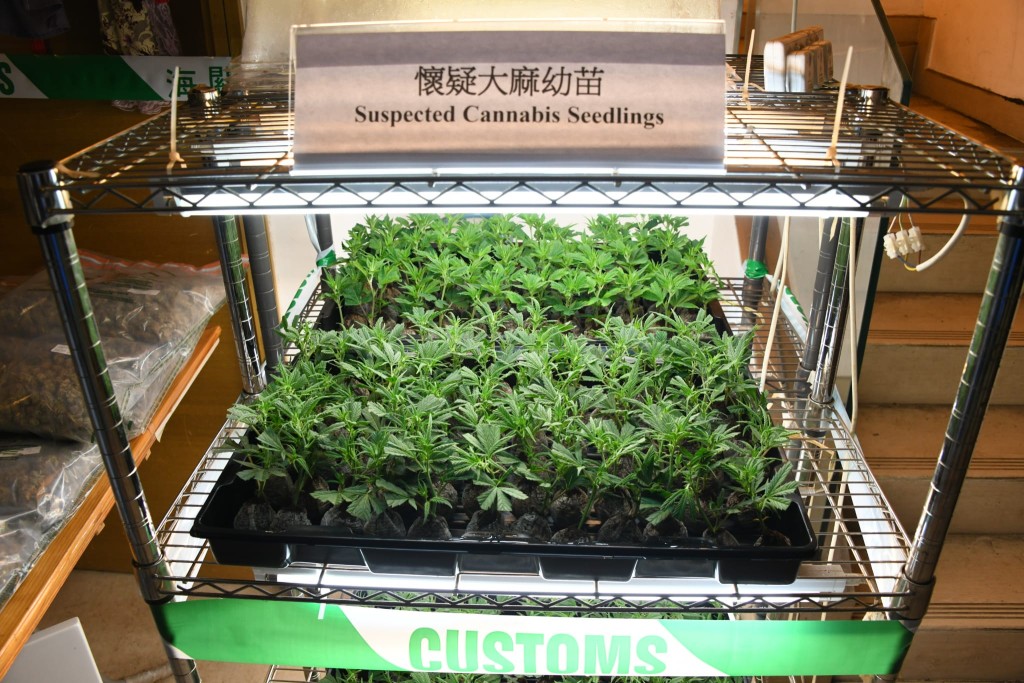 海关捡获大麻幼苗。