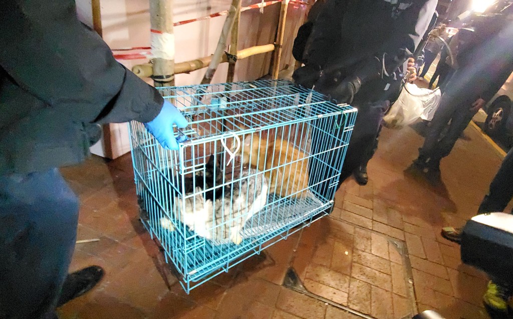 获救猫只安放铁笼内运走。
