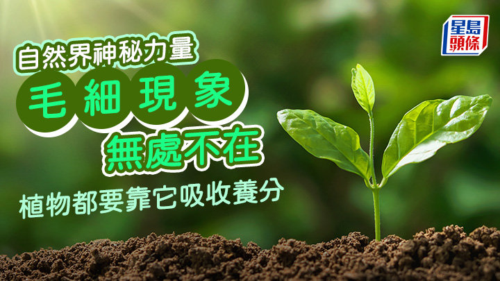 甚麼是毛細現象?自然界神秘力量 植物都要靠它吸收養分|星島教室
