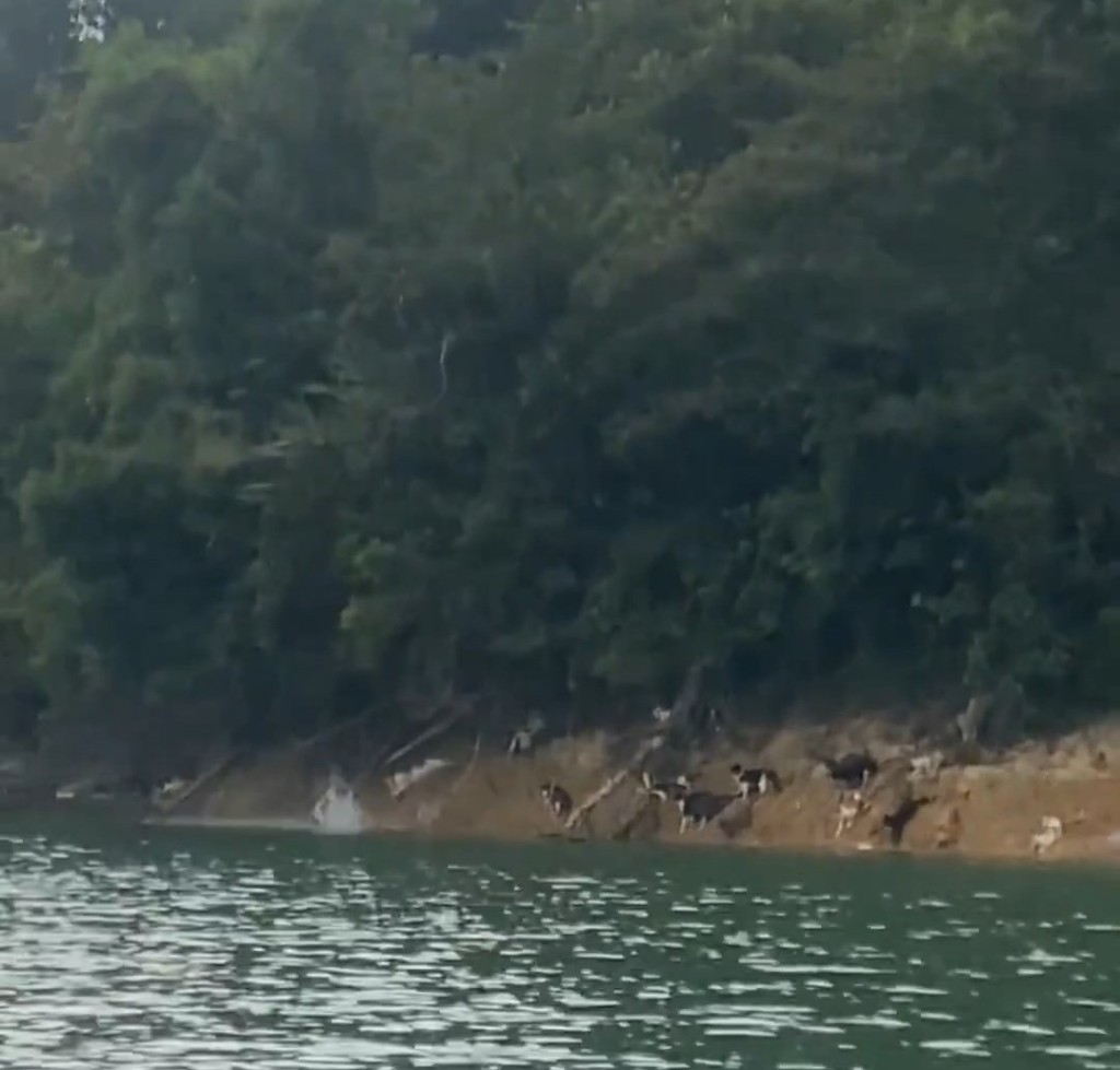 有貓隻跳落水。微博@韓路