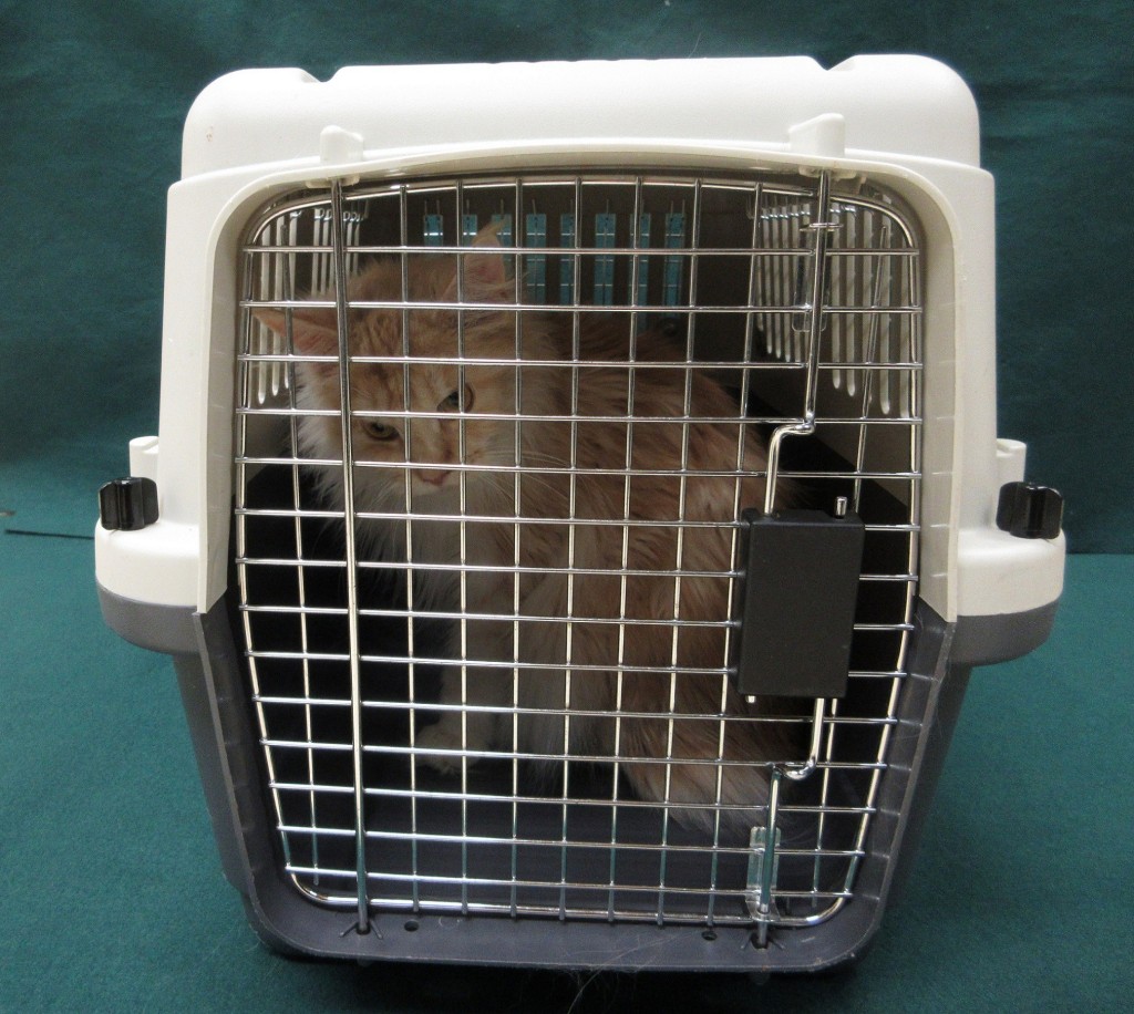 新聞處提供圖片