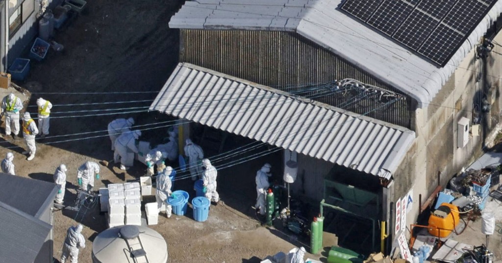 日本首都圈今季首爆禽流感疫情，将扑杀24万只鸡。路透社 　　