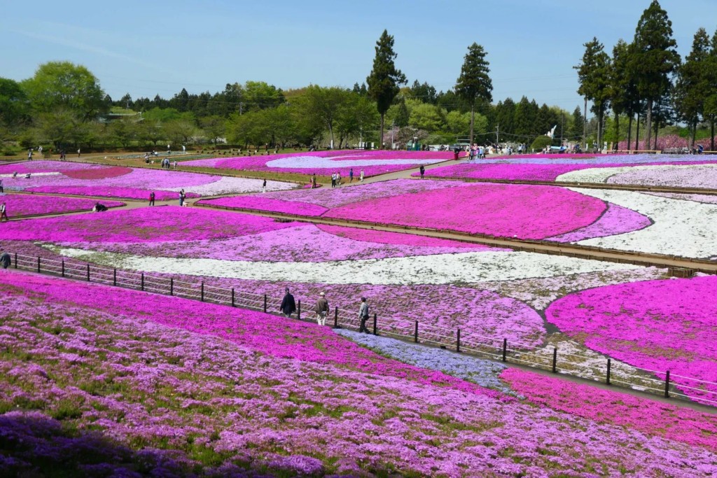 羊山公園「芝櫻之丘」佔地甚廣，大片花海宛如大自然親手編織的巨型手工地毯。