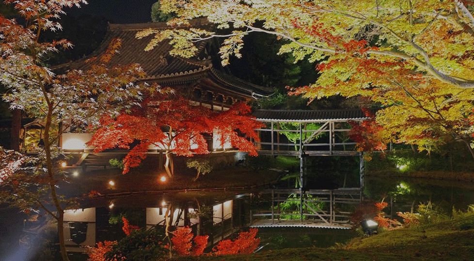 京都高台寺，向以夜赏红叶驰名。