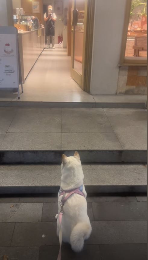 糖糖在十全街頗有人氣，是知名的為食狗。抖音