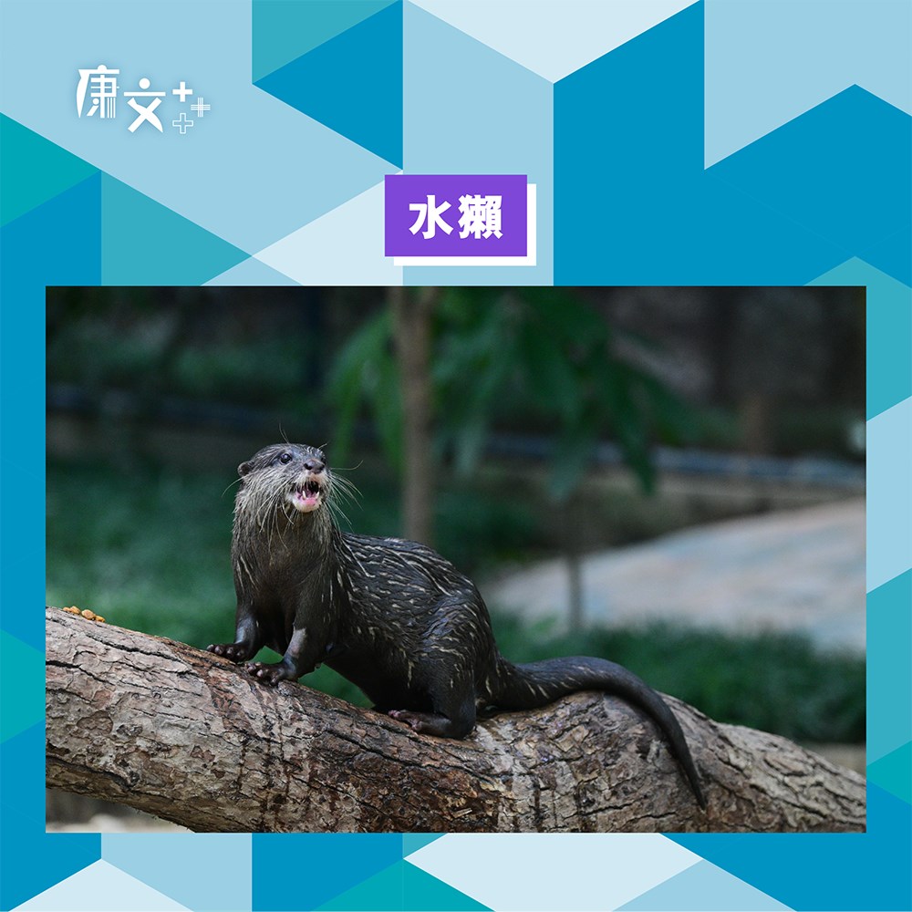 動植物公園引入水獺、黑冕鶴。康文署FB圖片