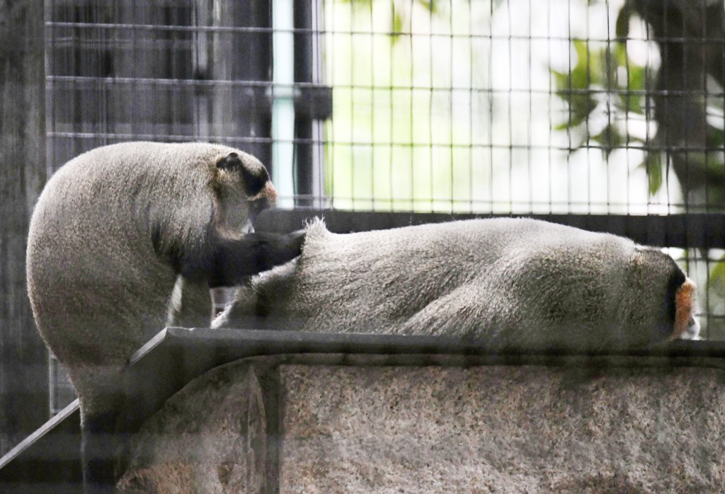 香港动植物公园至今累计共有10只猴子死亡。资料图片