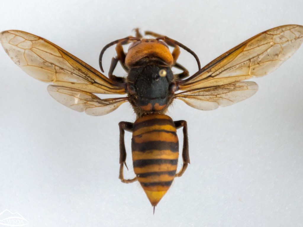 黄蜂在欧美又称「亚洲大黄蜂」或者「杀人蜂」，恶名昭彰，属于入侵物种。网上图片