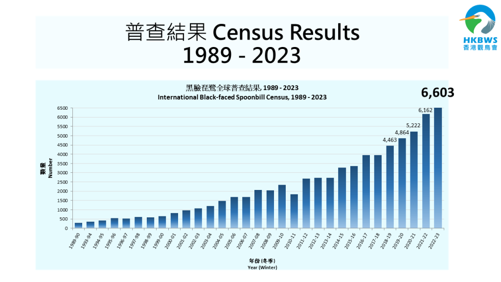 会方表示本年度黑面琵鹭在全球数目升达6,603只，为历年新高。香港观鸟会提供