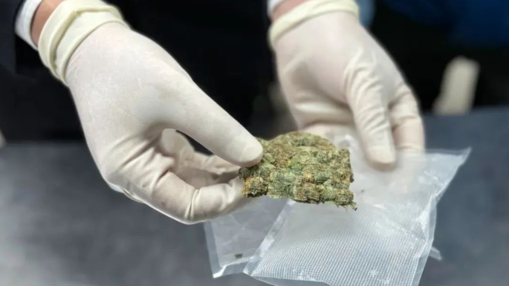 關員從入境旅客身上搜出逾77克大麻。