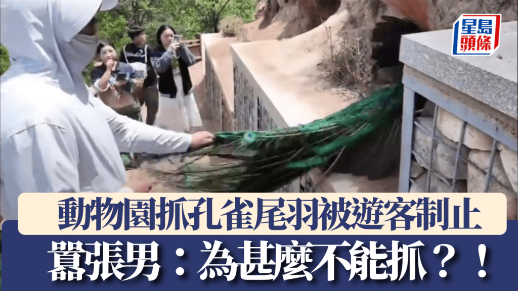 動物園抓孔雀尾羽被制止 囂張男：為甚麼不能抓？！ 