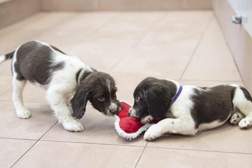 透過「犬隻繁殖計劃」自家繁殖的史賓格幼犬。 懲教署提供 透過「犬隻繁殖計劃」自家繁殖的史賓格幼犬。 懲教署提供