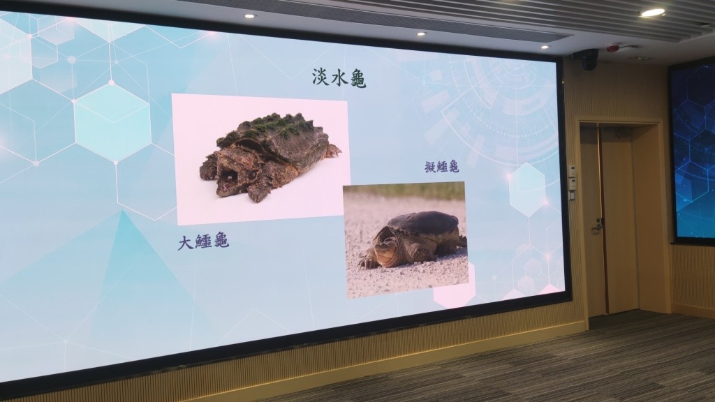 今次修订涉及多种淡水龟，包括大鳄龟、拟鳄龟。蔡楚辉摄