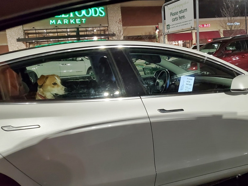 纷纷大赞Tesla的「狗狗模式」设计非常贴心。网图