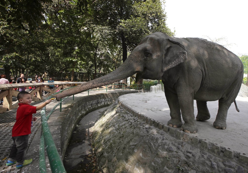 Mali與參觀動物園的孩子互動。 美聯社