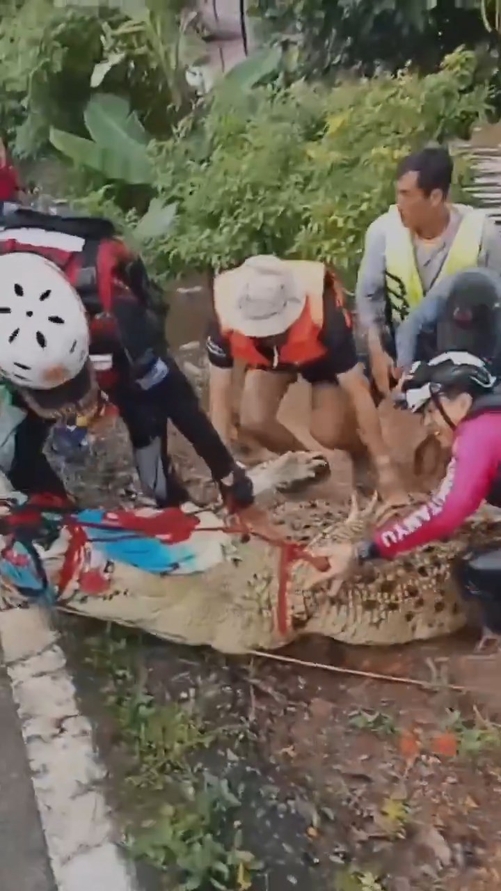 警方已經捉到並擊斃其中2隻鱷魚。X@Wattana47402205 警方已經捉到並擊斃其中2隻鱷魚。X@Wattana47402205