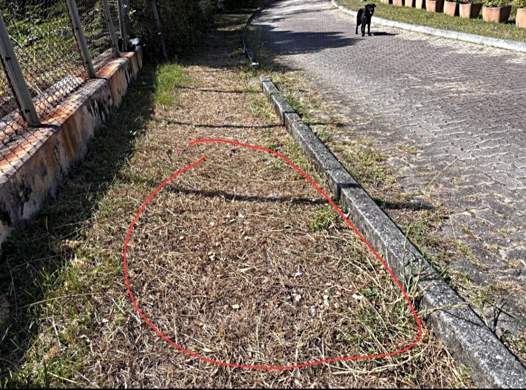 去年曾有狗主在狗公園路邊發現可疑食物。張展鵬議員提供