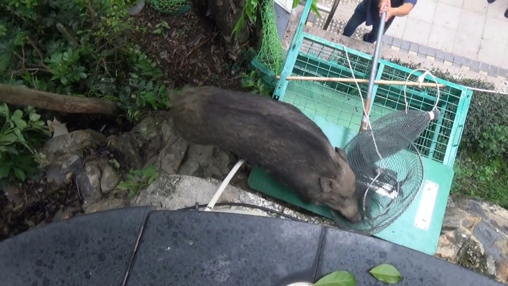 漁護署人員捕捉野豬。蔡楚輝攝