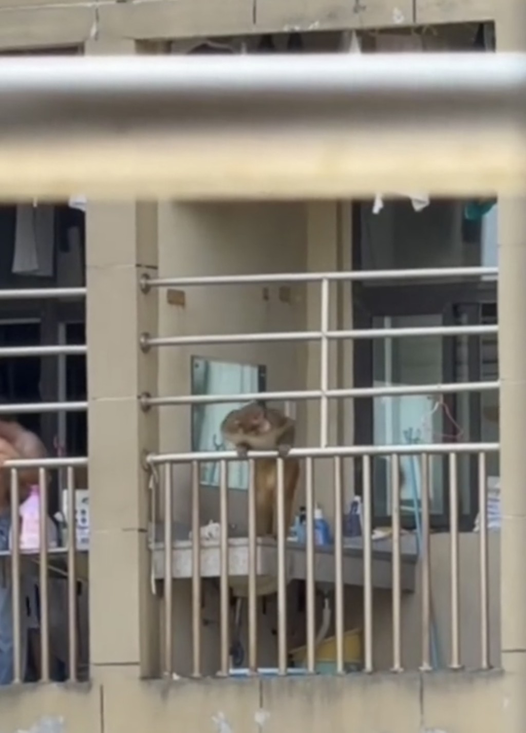 猴子闖入貴州大學宿舍。抖音@煙雨江南秋