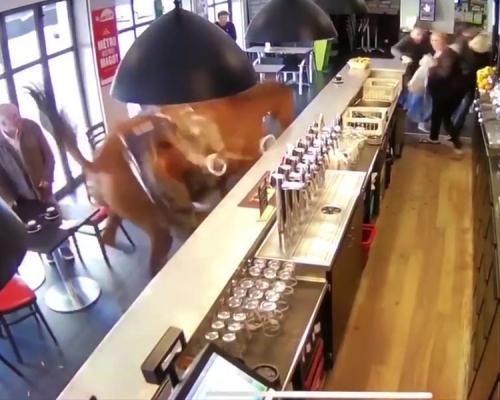 法國巴黎北部一家酒吧日前遭到賽馬闖入，把店裡的顧客們全都嚇壞了。(網圖)