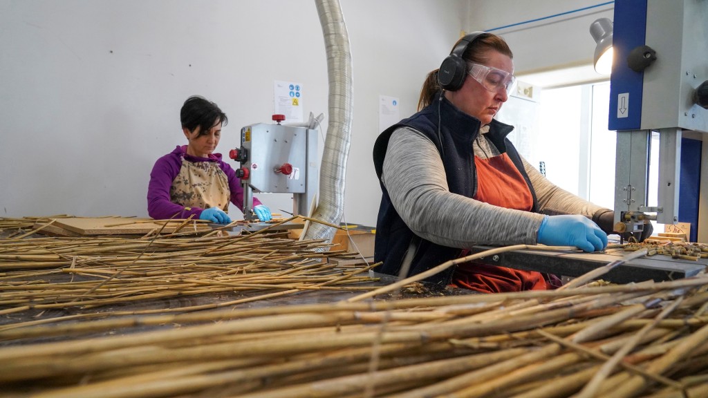 愛沙尼亞蘆葦飲管廠的工人正在切蘆葦。 路透社
