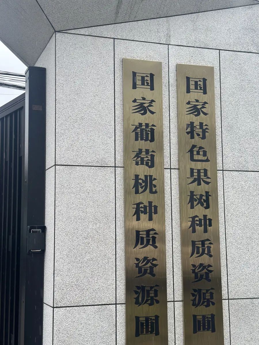 不少葡萄新品种都是经杂交而成。《大河报》 不少葡萄新品种都是经杂交而成。《大河报》