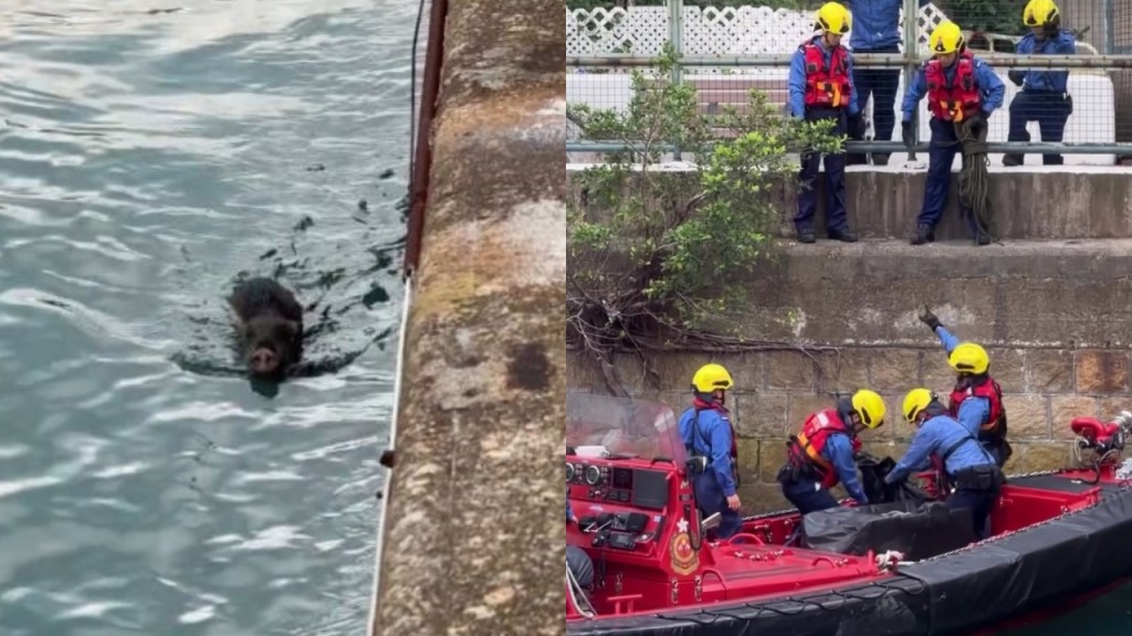 北角野豬墮海｜嘉道理農場稱幼豬疑曾遭狗咬 多處重創已人道毀滅