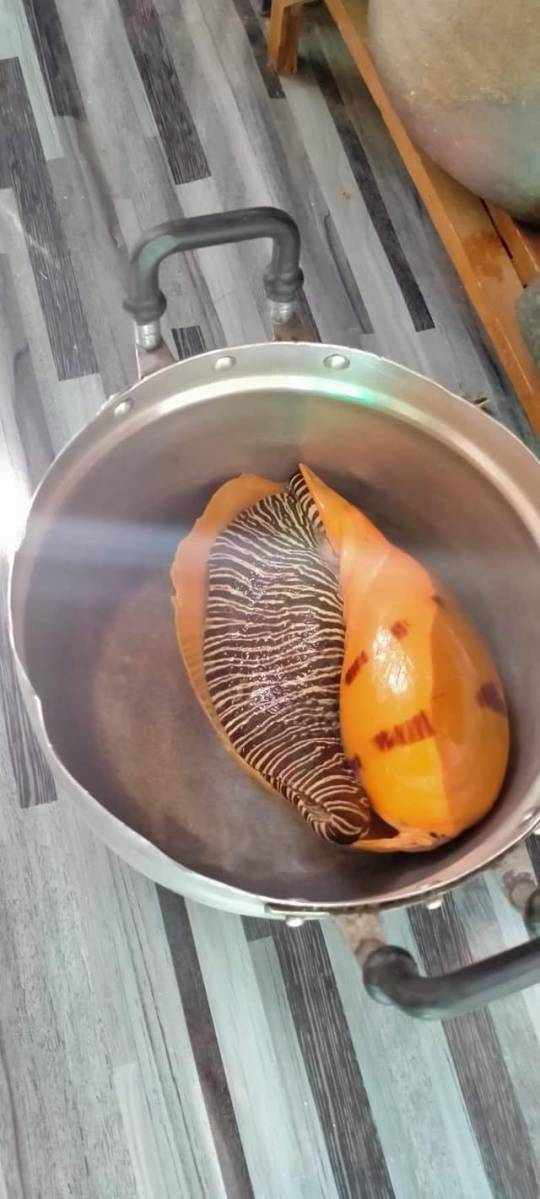 泰國女子食海螺發現美樂珠。