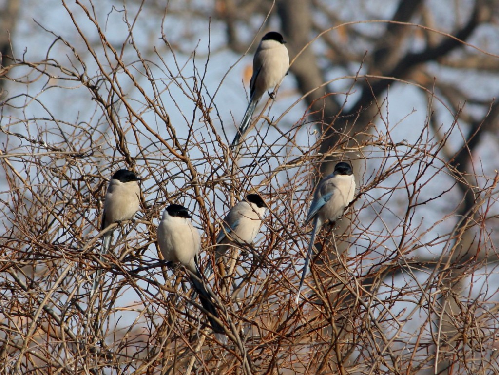 發動攻擊的灰喜鵲是群居小鳥。