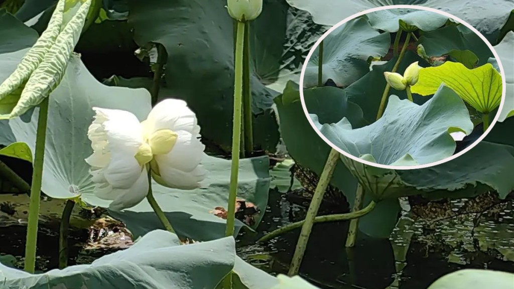 湖北武漢青山公園發現一株罕見的並蒂蓮，周一更正式開花。