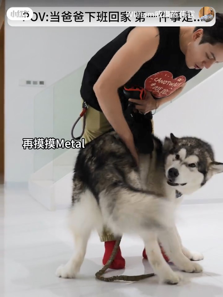 陳偉霆有幾隻愛犬,他不時在社交平台分享與狗狗的合照及互動影片。 陳偉霆有幾隻愛犬,他不時在社交平台分享與狗狗的合照及互動影片。