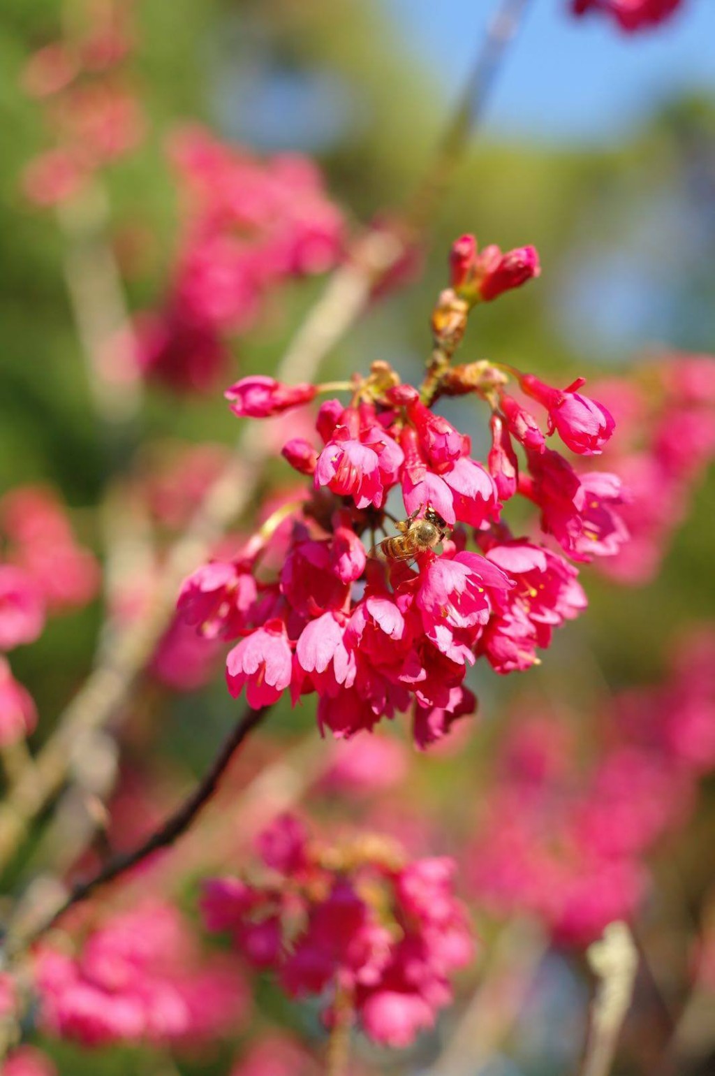 胡廷生先生紀念亭是園內觀賞鐘花櫻桃的絕佳地點。（圖片來源：《親子王》）