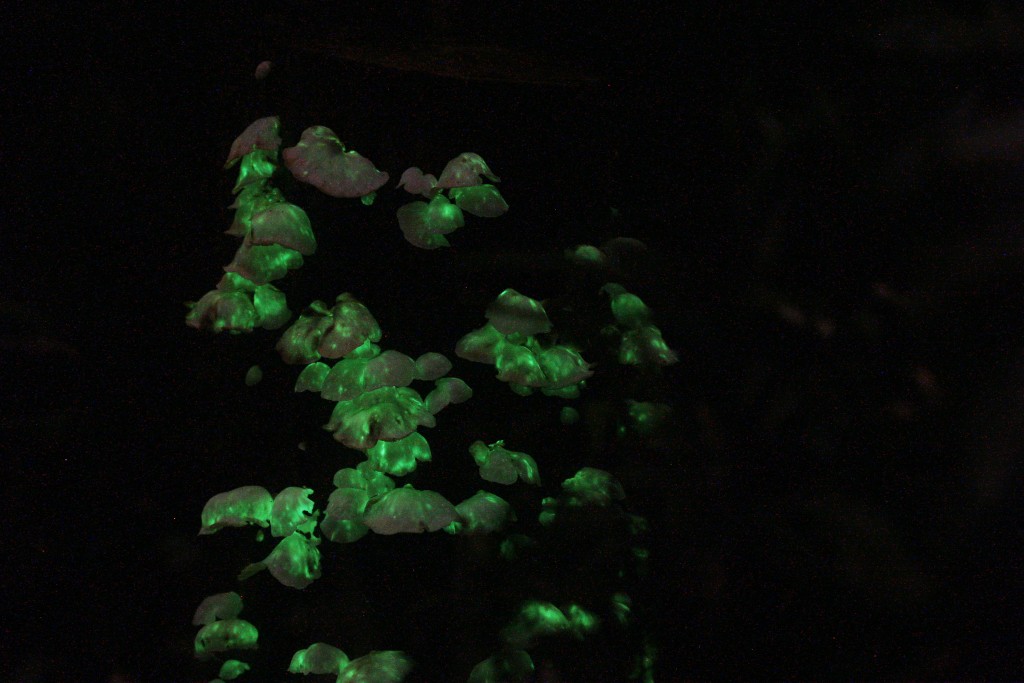 第一種於2015年發現的「發光菇」是扇形的品種，屬南比新假革耳(Neonothopanus nambi)。相片由葉朝霞提供（獲授權使用）