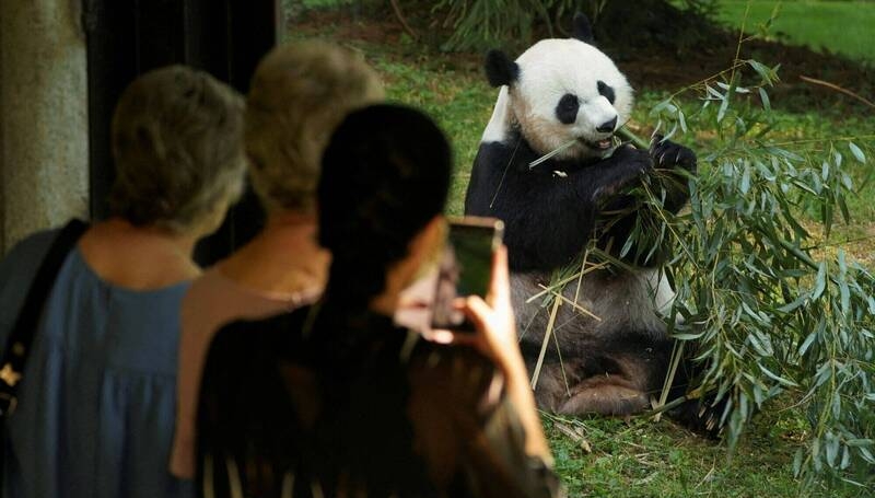 之前美国的多个动物园都有中国大熊。