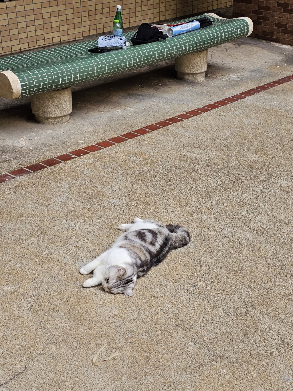 猫猫从高处堕下,当场证实死亡。网上图片 猫猫从高处堕下,当场证实死亡。网上图片