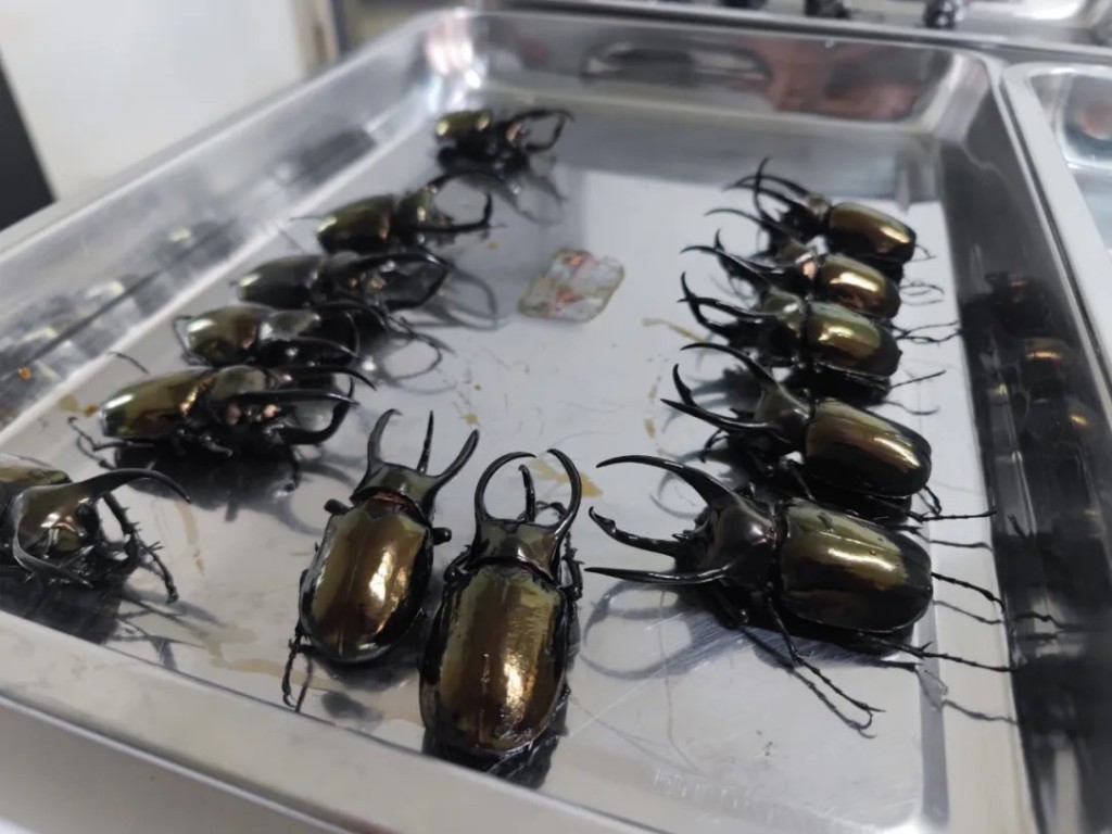 女旅客在廣州白雲機場入境時，行李箱被發現收藏439隻走私甲蟲。