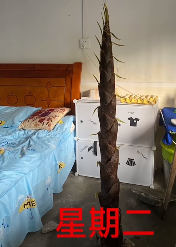 竹笋一天比一天高。网图