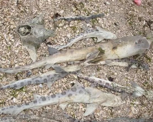 美國三藩市灣今年2月至7月有多達2000條豹鯊死亡。網圖