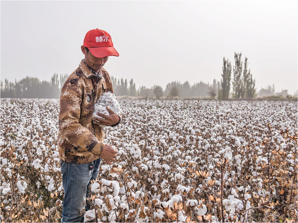不少大品牌都抵制新疆棉花。網圖
